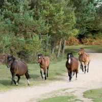 NNS New Forest trip Sept 2008 110